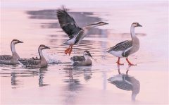 关于素质的句子语段 素质的优美句子