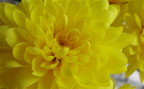 形容秋菊的好词好句好段