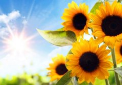 冬日暖阳正能量温暖人心的句子