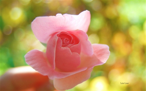 小学生关于武汉加油的话 小朋友为武汉加油的句子