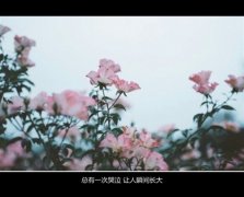 哭多了眼泪不值钱说说 关于眼泪的说说
