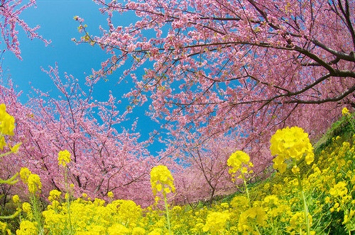 樱花开了优美句子 樱花开了的朋友圈说说