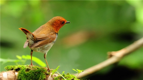 春天来了心情感悟 春天来了发朋友圈的句子