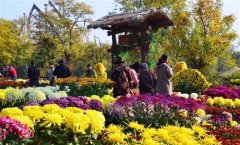 形容菊花的好词佳句 关于菊花的句子短句