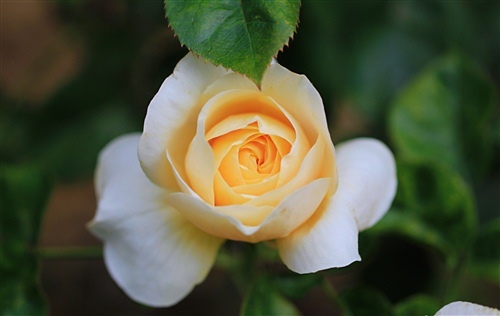 关于月季的唯美句子 月季花开的句子唯美