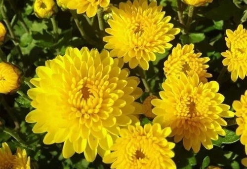 描写菊花花瓣形状的优美句子