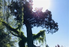 赞美柳树的句子最短的 写柔柳的句子