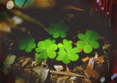 一次又一次的错过机会的句子