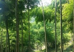 竹的坚韧不拔的句子 竹的特点和品质的句子
