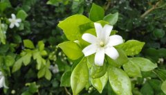 适合发朋友圈的土味情话