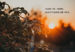 女人又美又努力的句子