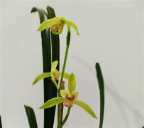 兰花适合发朋友圈的句子