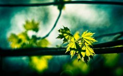 2020年朋友圈最火简单句子