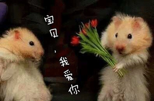 精辟逗比的句子