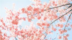 赏梨花的心情句子