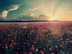 形容母爱无私的句子