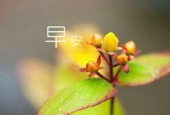 简短而很有深度的古风句子