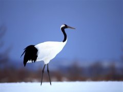 形容冬天寒冷的句子