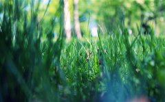 一句简短的风景句子春天