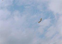 踏青放风筝的说说心情的句子