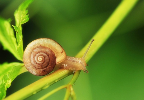 关于蜗牛的励志语录