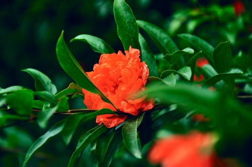 玫瑰花凋谢的心情说说