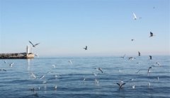 海边人生感慨句子