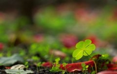 赞美袁隆平的句子