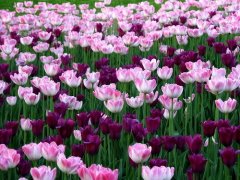 感恩父母的经典语录