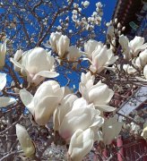 关于赞美玉兰花的诗句