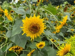 赞美向日葵的短句