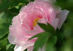 关于牡丹花的诗句经典