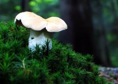 道家最有名的一句话