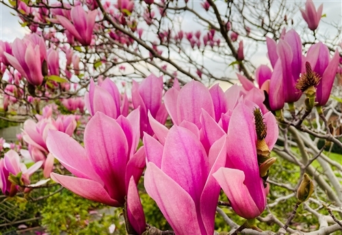 描写玉兰花的句子