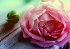 自由的句子心情说说