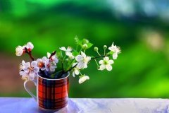 愿父母身体健康的句子