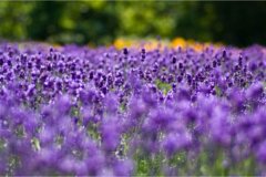 让客户放心的广告语