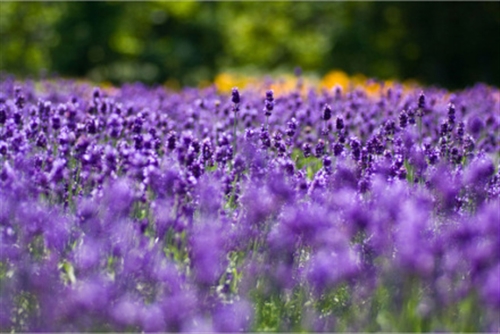 让客户放心的广告语