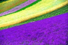 早日康复的祝福语