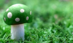 形容紫叶李的句子 描写紫叶李的文字