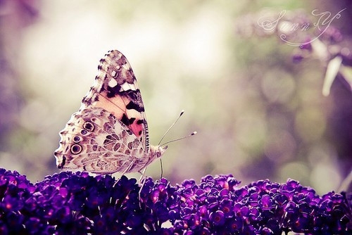 赞美初秋的唯美诗句