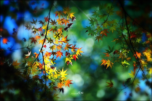 勇气的句子经典语录