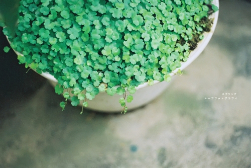 好句子摘抄作文好句子摘抄