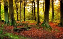 表达风景好的简短句子