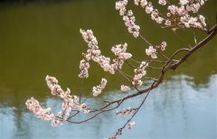 踏春晒娃发朋友圈句子