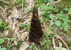 适合挖竹笋发朋友圈的句子