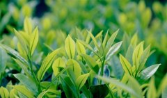 采春茶发朋友圈的句子