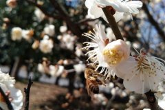 春天来了蜜蜂采蜜的说说