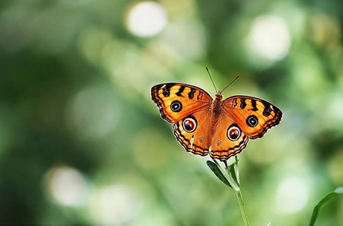 适合女孩子的座右铭(66句)