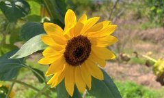 关于向日葵的唯美句子(58句)